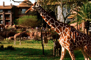 Disney Animal Kingdom Lodge